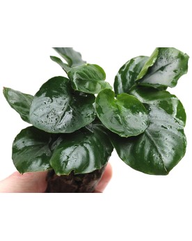 Anubias Coin Leaf